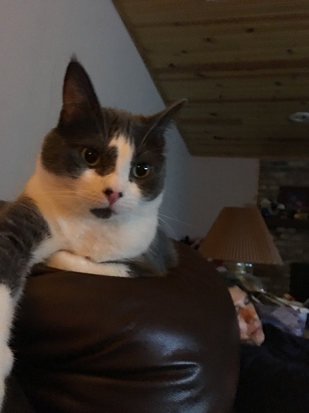 The TMS Cat Thread!-photo317.jpg