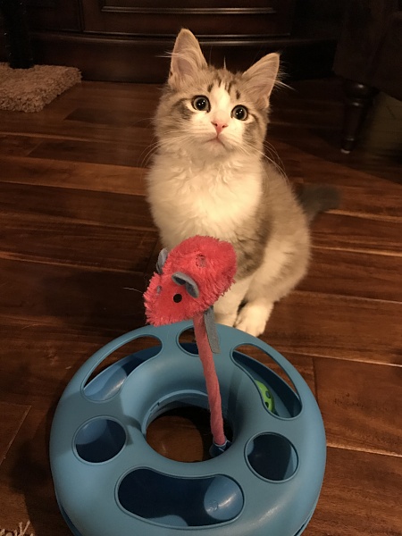 The TMS Cat Thread!-img_9460.jpg