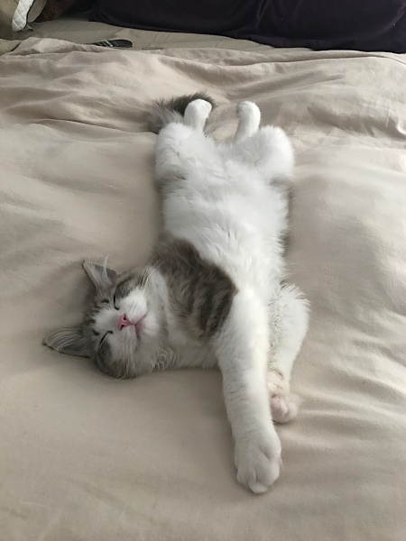 The TMS Cat Thread!-img_9483.jpg