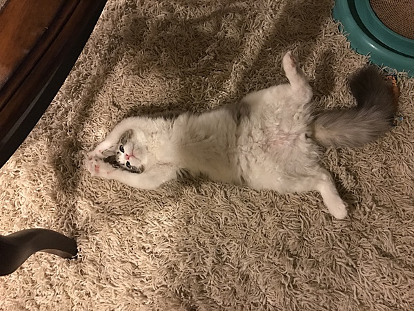 The TMS Cat Thread!-img_9504.jpg