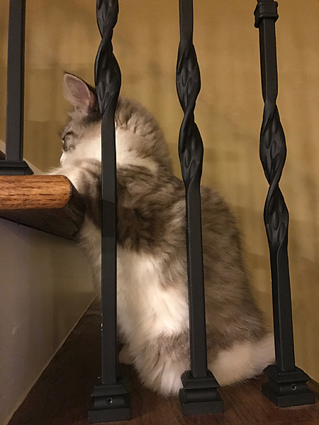 The TMS Cat Thread!-50759959402__517b2e1f-1025-4817-a843-c4040f3fd9c6.jpg