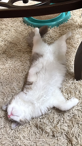 The TMS Cat Thread!-img_9526.jpg