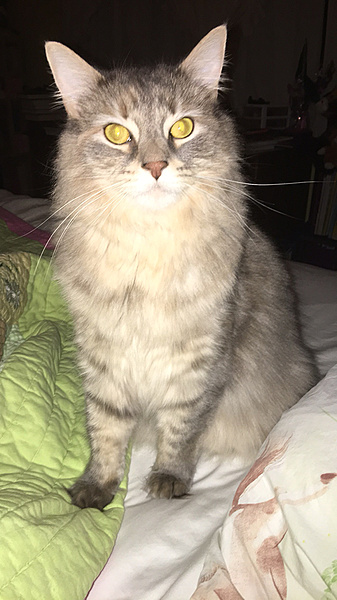 The TMS Cat Thread!-photo64.jpg