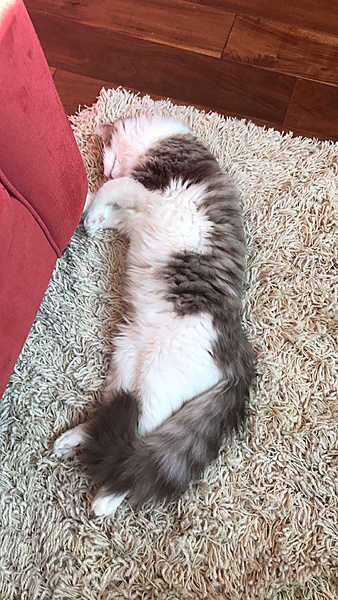 The TMS Cat Thread!-img_9542.jpg