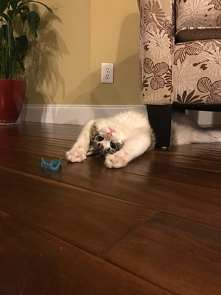 The TMS Cat Thread!-img_9545.jpg