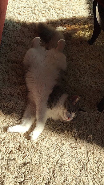 The TMS Cat Thread!-img_9544.jpg