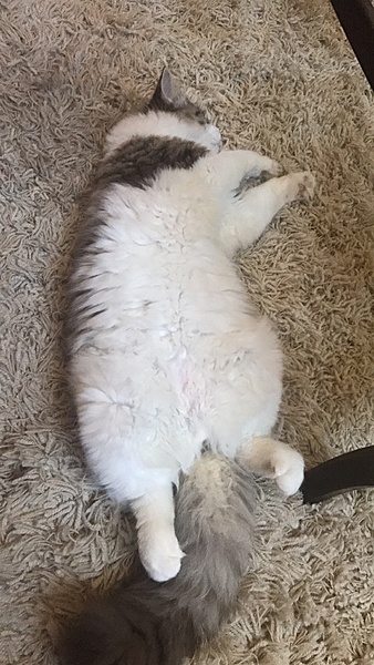 The TMS Cat Thread!-img_9552.jpg