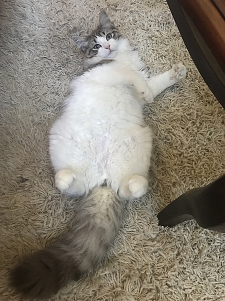 The TMS Cat Thread!-img_9551.jpg