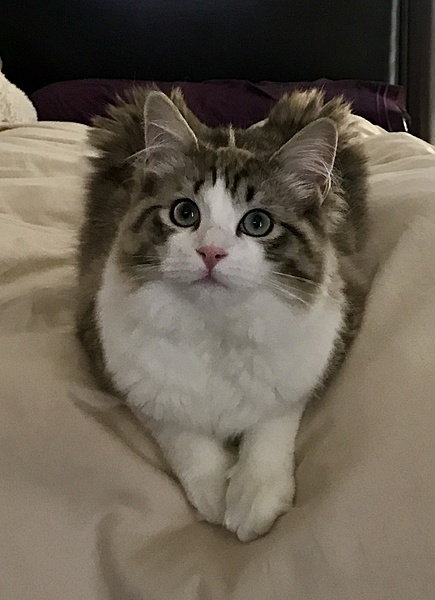 The TMS Cat Thread!-img_9550.jpg