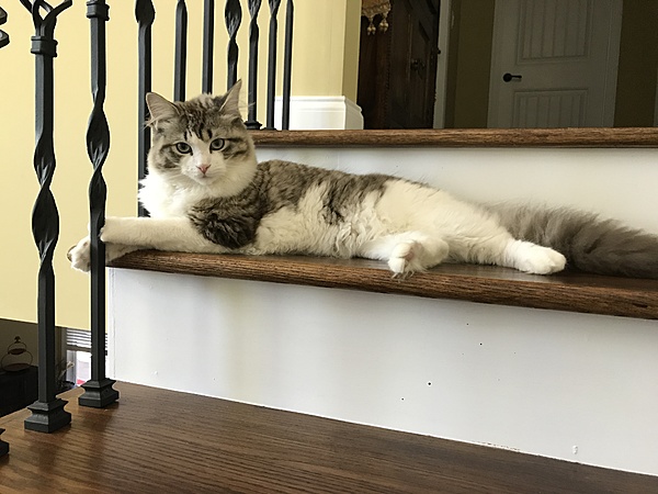 The TMS Cat Thread!-img_9630.jpg