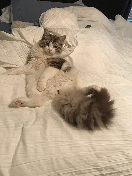 The TMS Cat Thread!-img_0057.jpg
