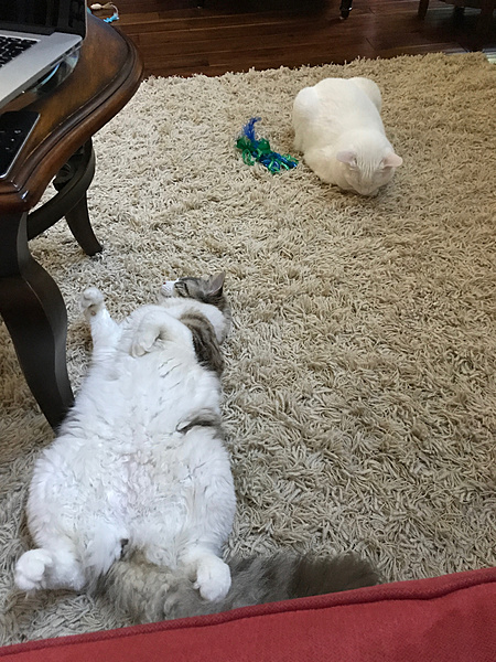 The TMS Cat Thread!-img_0098.jpg