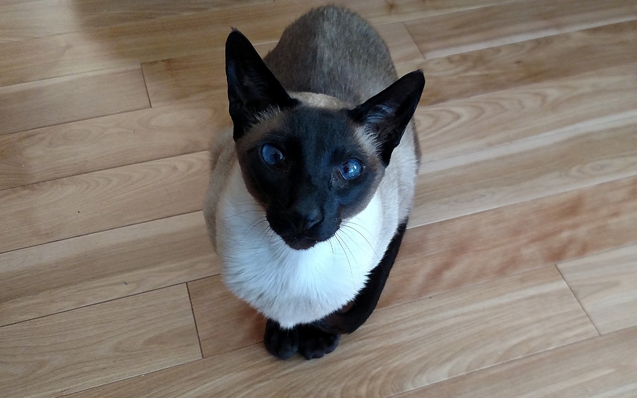 Name:  20170304_Jack.jpg
Views: 103
Size:  311.1 KB