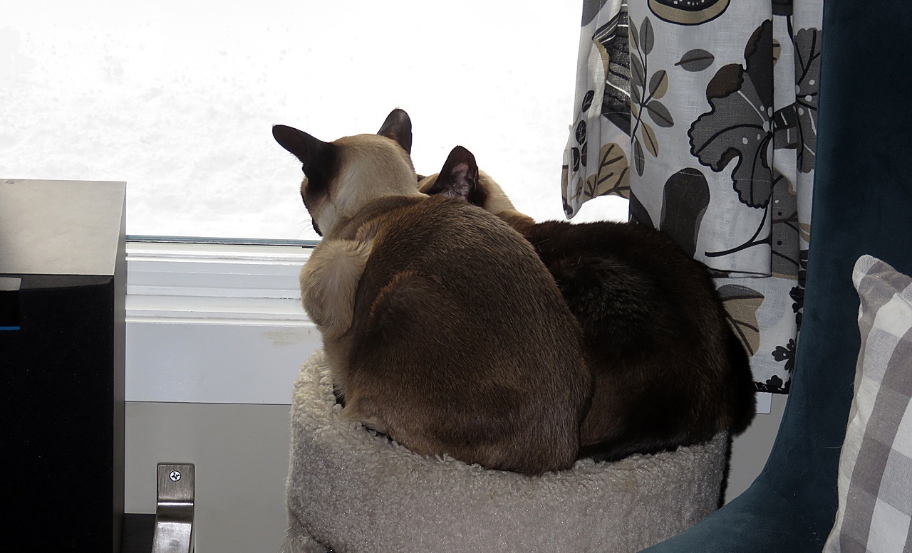 Name:  20170213_cats.jpg
Views: 67
Size:  302.2 KB