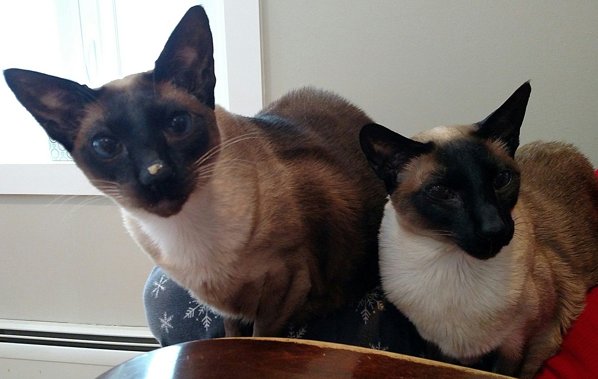 Name:  20170205_cats.jpg
Views: 86
Size:  282.9 KB