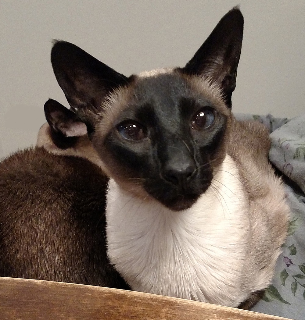 Name:  20170129_Jack1.jpg
Views: 89
Size:  367.7 KB