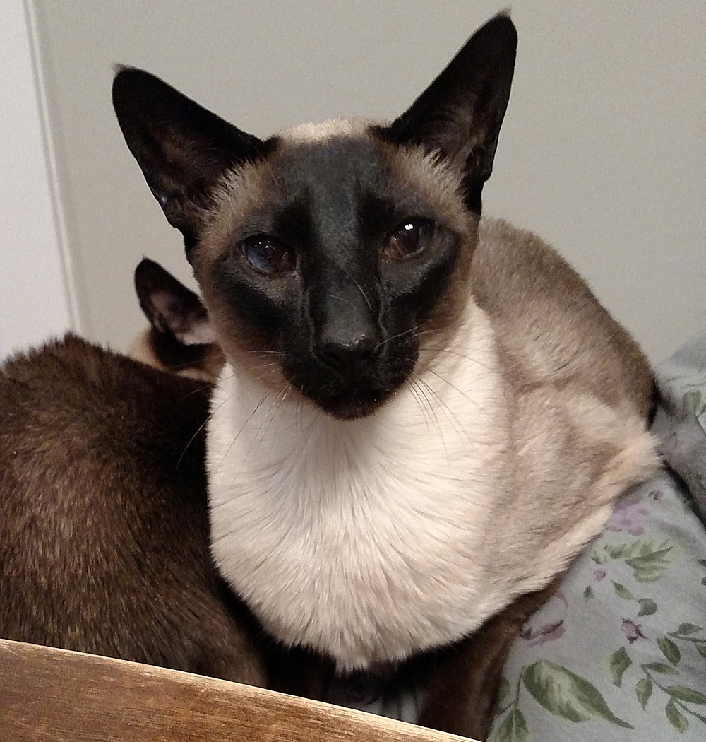 Name:  20170129_Jack2.jpg
Views: 96
Size:  373.9 KB