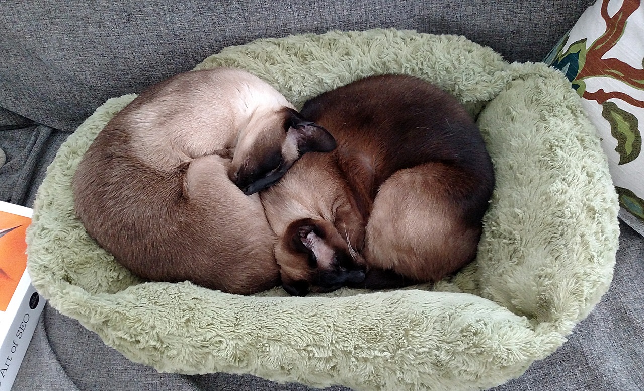 Name:  20170126_cats.jpg
Views: 72
Size:  542.7 KB