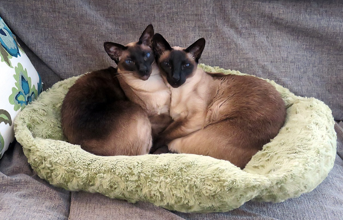 Name:  20170123_cats.jpg
Views: 87
Size:  436.7 KB