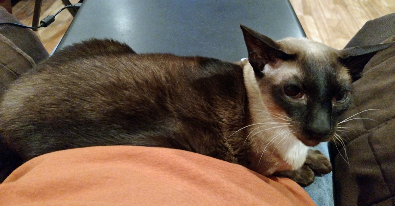 Name:  20161229_Lila1.jpg
Views: 113
Size:  329.9 KB