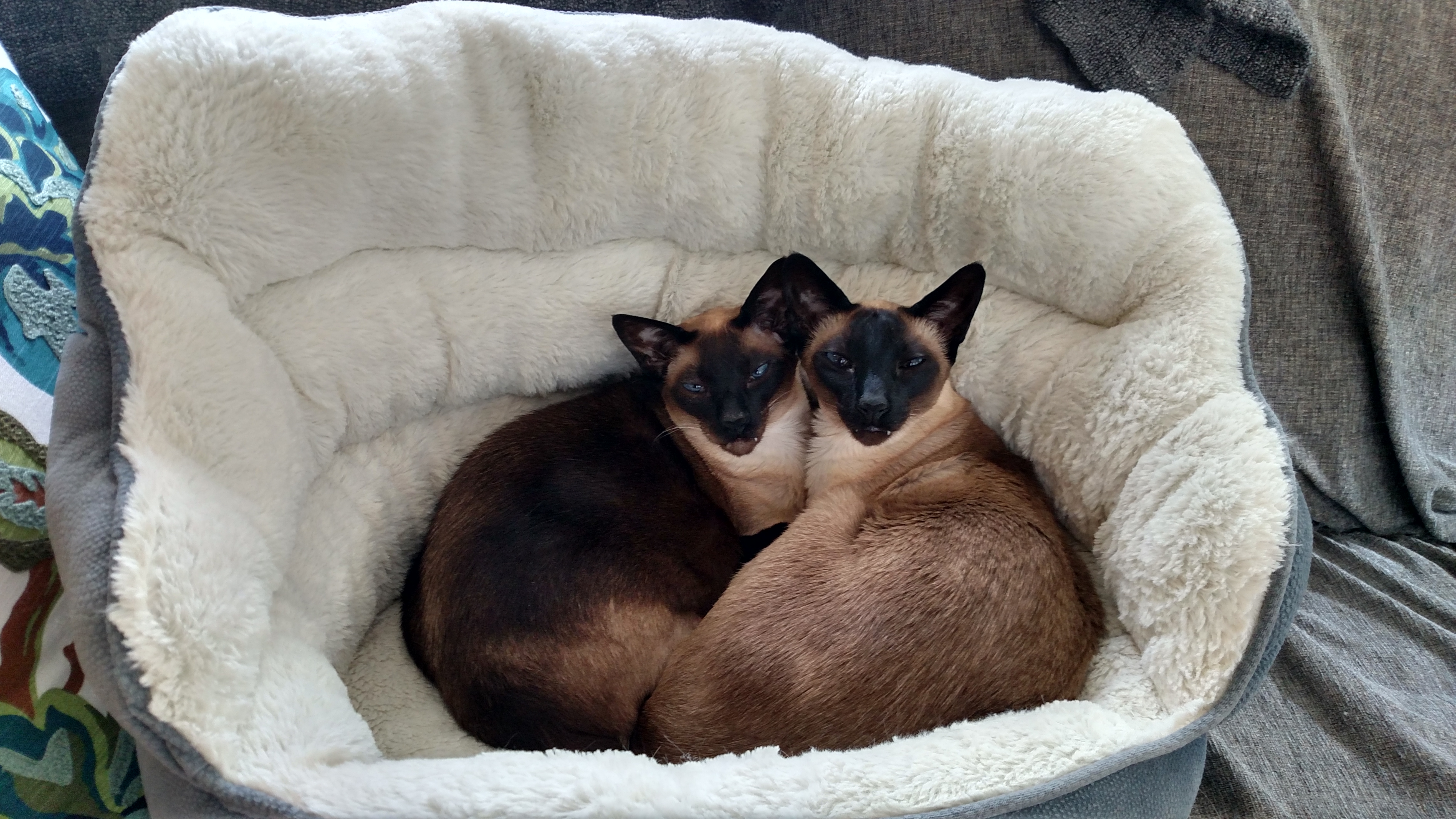 Name:  20160515_cats.jpg
Views: 286
Size:  4.11 MB