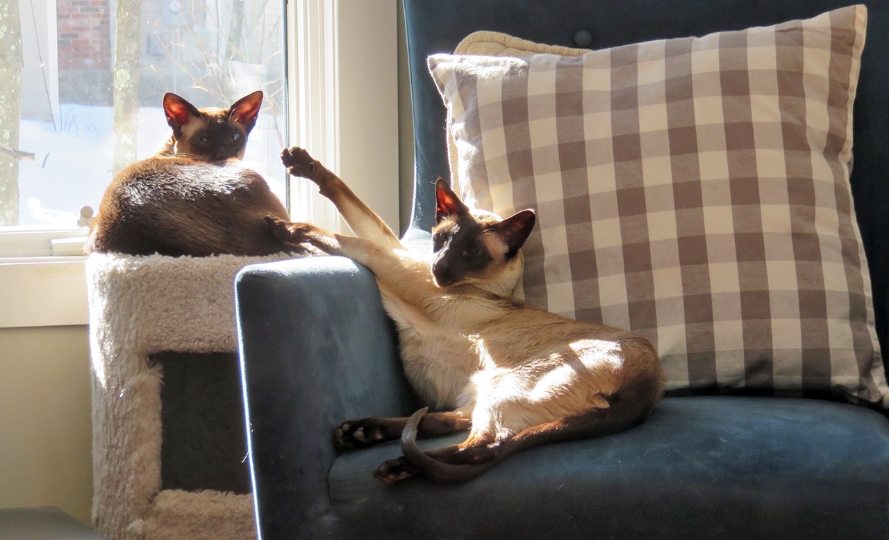 Name:  20160214_cats3.jpg
Views: 152
Size:  315.4 KB