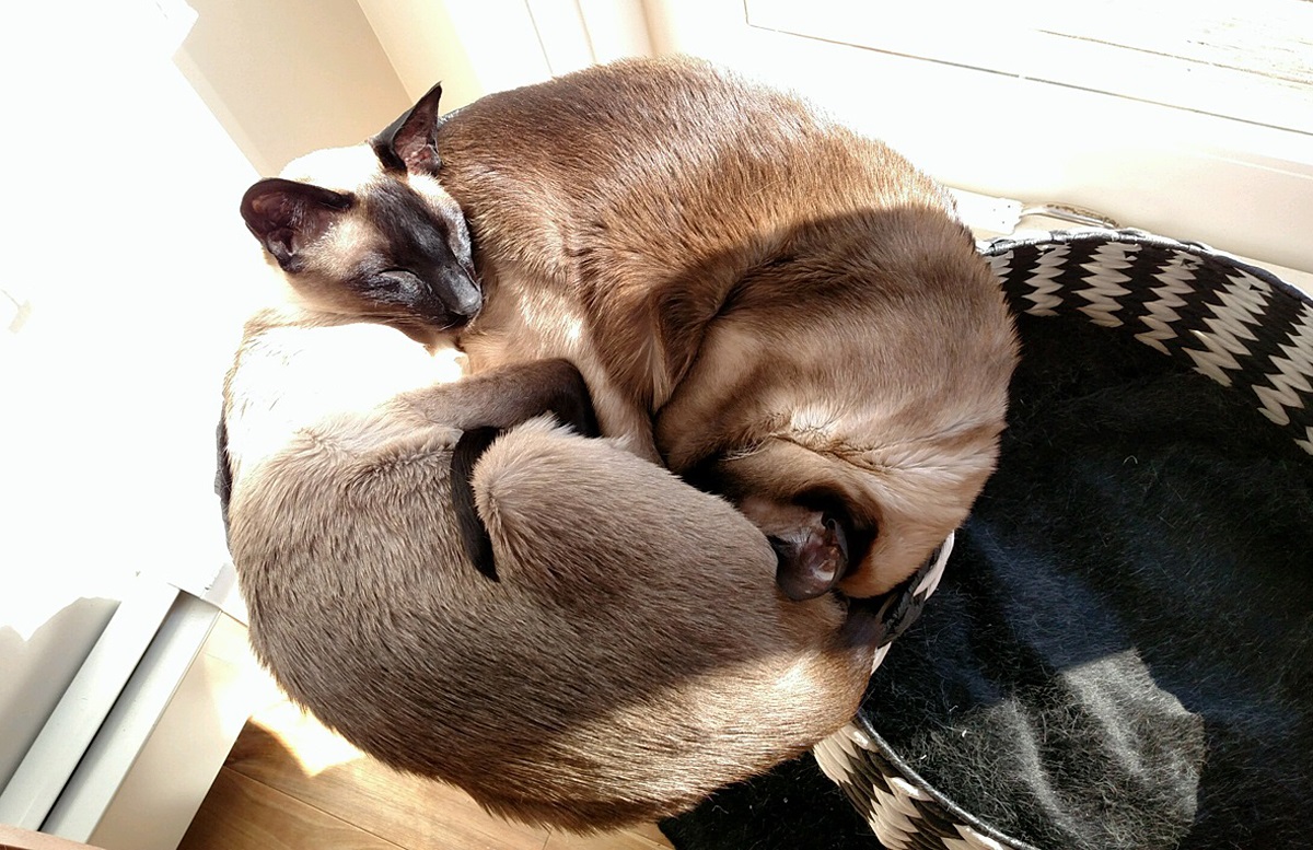 Name:  20160307_cats1.jpeg
Views: 131
Size:  358.0 KB