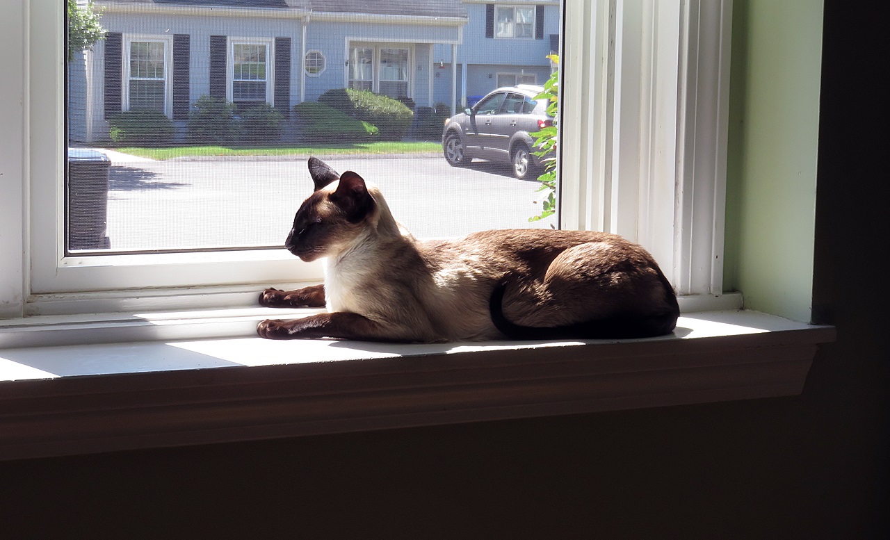 Name:  2014-09-04_Jack.jpg
Views: 153
Size:  283.7 KB