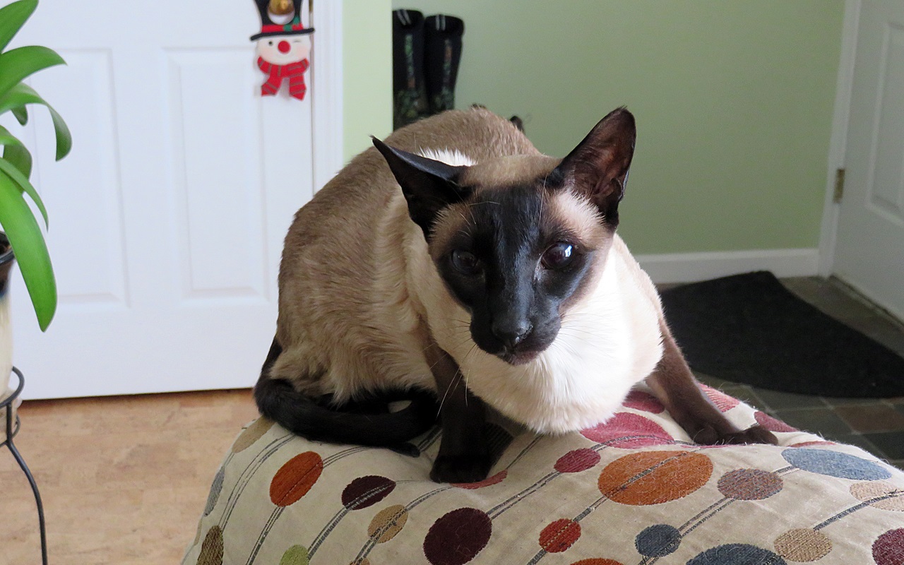 Name:  2014-12-25_Jack3.jpg
Views: 129
Size:  303.4 KB