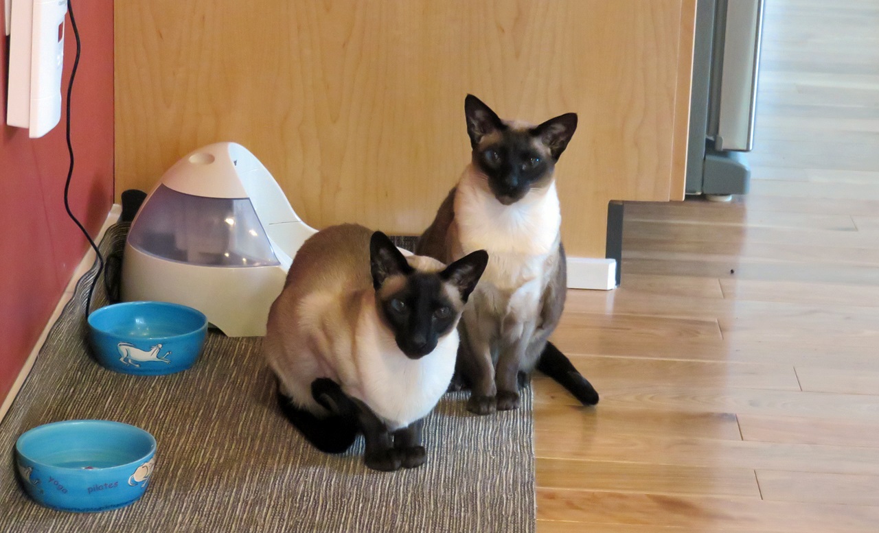 Name:  20160325_cats1.jpg
Views: 110
Size:  283.0 KB