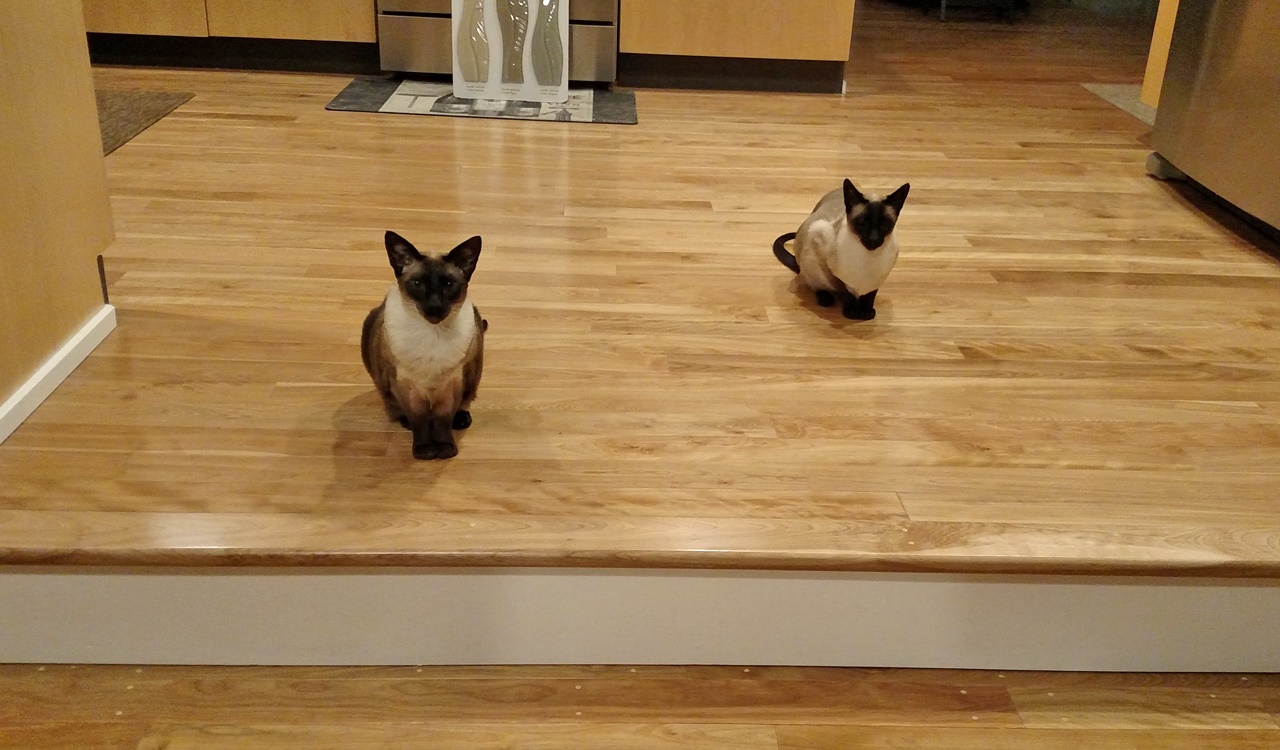 Name:  20160228_hungry-cats.jpg
Views: 106
Size:  299.4 KB