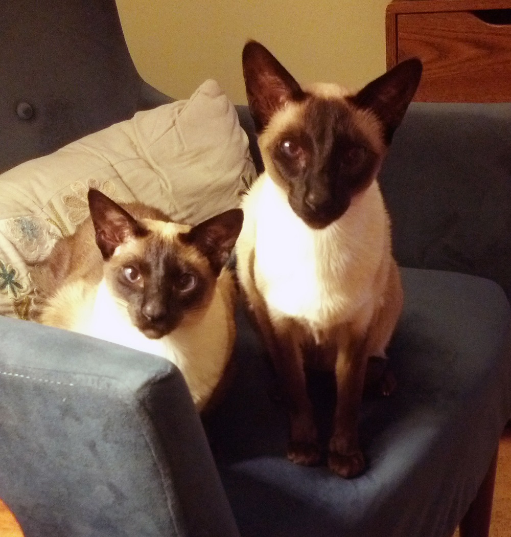 Name:  2014-07-23_staring2.jpg
Views: 70
Size:  296.5 KB