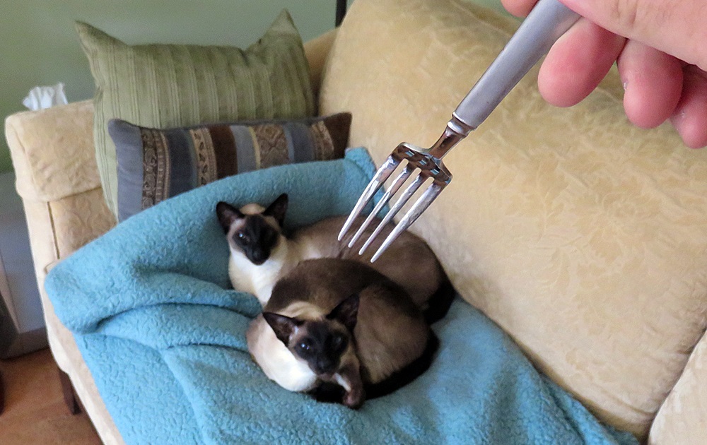 Name:  2014-09-19_catsfork.jpg
Views: 96
Size:  223.8 KB