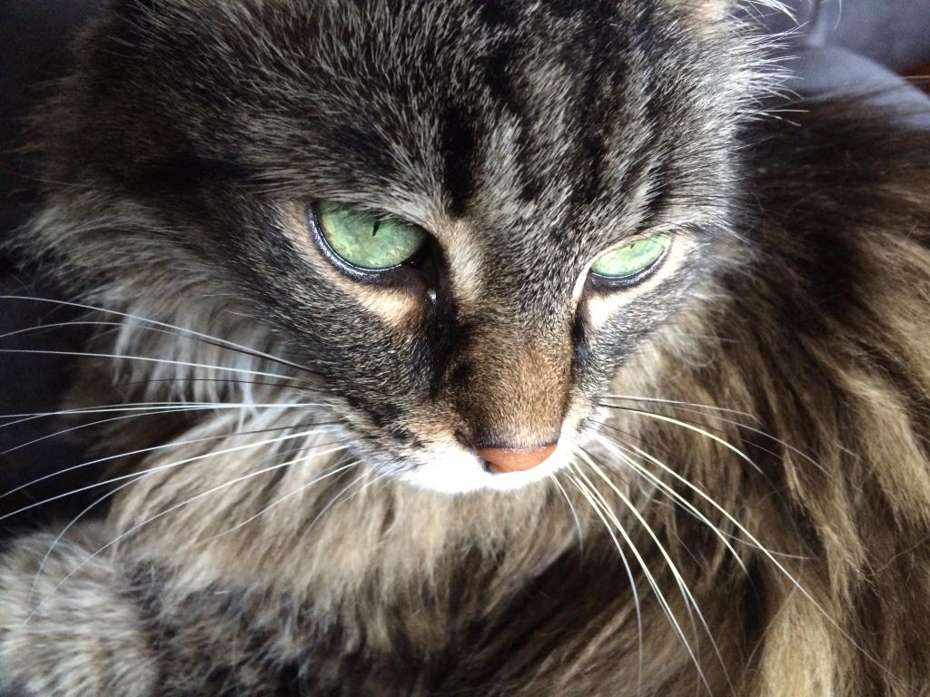 Name:  F1D5AB1D-66A3-4BFC-87DA-06679E62D278_zpslhgjsiwi.jpg
Views: 68
Size:  144.5 KB