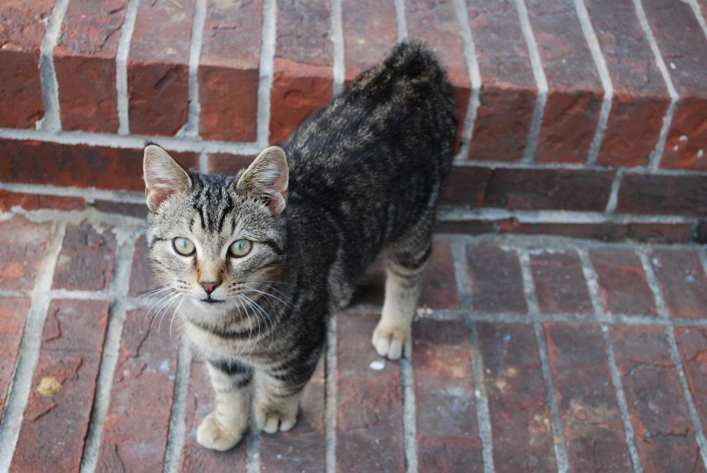 Name:  DSC_0143_zps95095165.jpg
Views: 102
Size:  83.1 KB