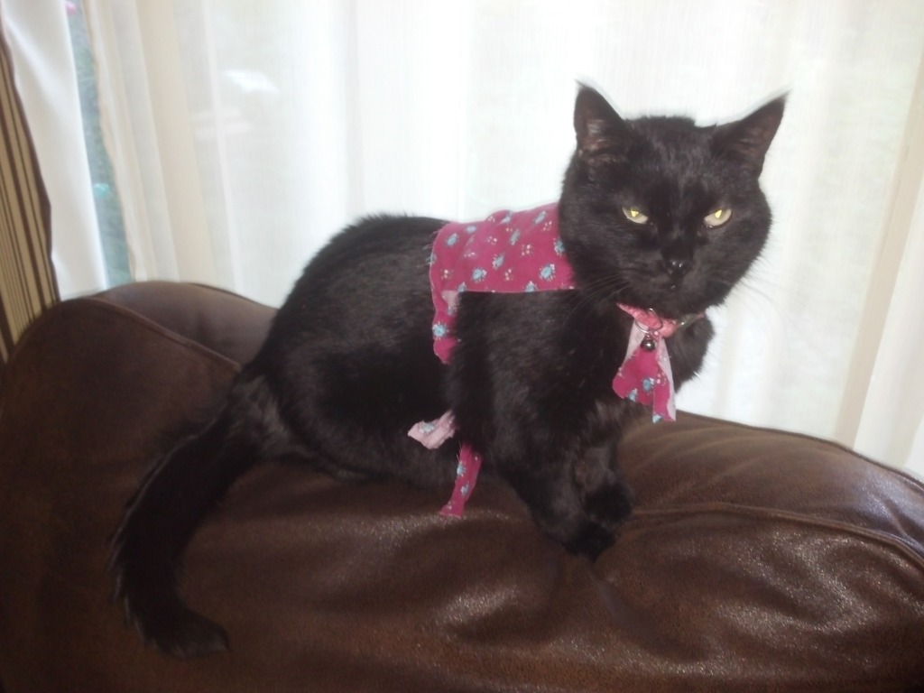 Name:  IMG_20130802_185305_115.jpg
Views: 36
Size:  114.4 KB