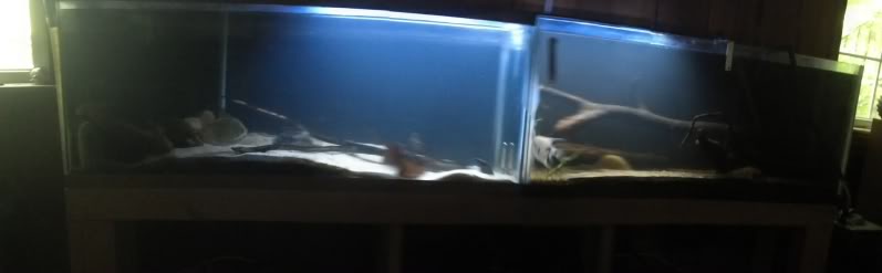 Name:  IMG_20130617_161534_717_zps05370d0e.jpg
Views: 27
Size:  15.9 KB