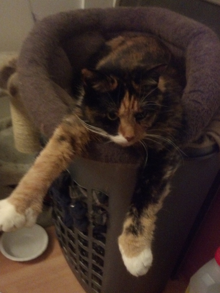 Name:  IMG_20130427_152026_077.jpg
Views: 39
Size:  163.1 KB