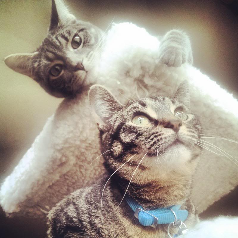 Name:  IMG_20130412_141630.jpg
Views: 69
Size:  79.1 KB