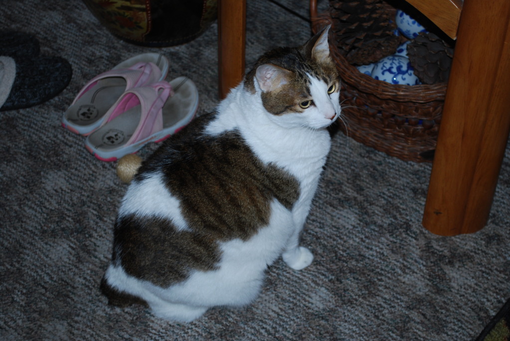 Name:  DSC_0774_zpsd5c723bc.jpg
Views: 40
Size:  197.5 KB