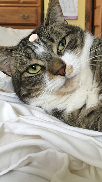 The TMS Cat Thread!-photo701.jpg