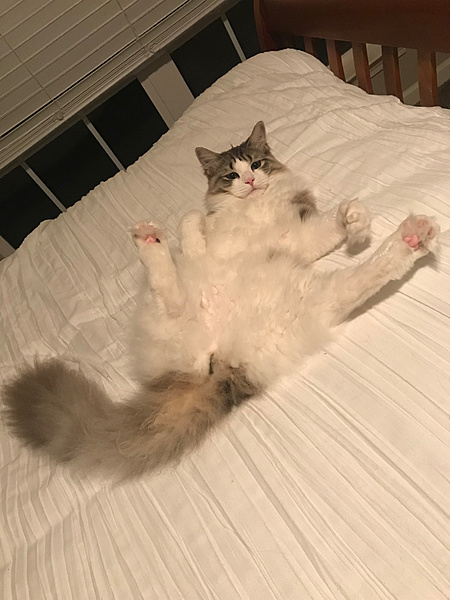 The TMS Cat Thread!-img_0735.jpg