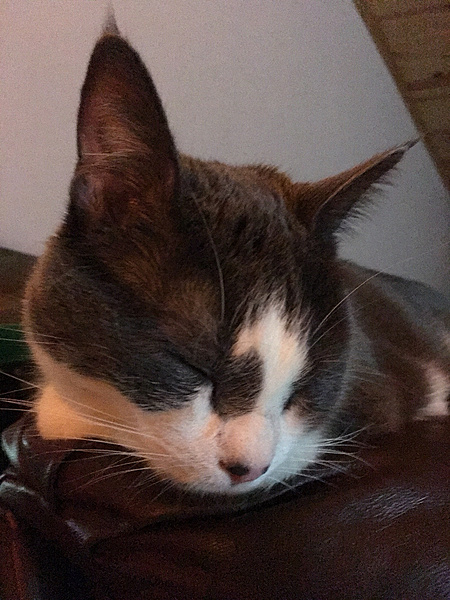 The TMS Cat Thread!-photo956.jpg