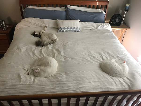 The TMS Cat Thread!-img_0751.jpg