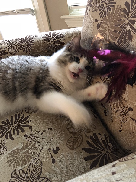 The TMS Cat Thread!-fierce.jpg