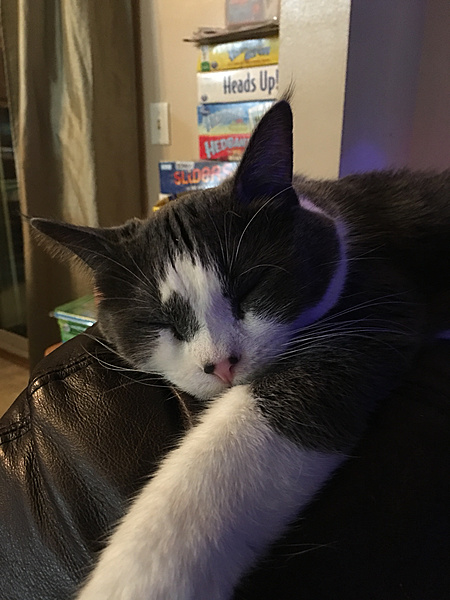 The TMS Cat Thread!-photo74.jpg