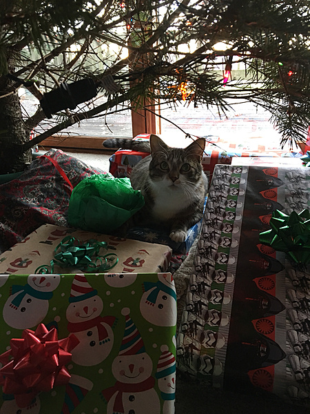 The TMS Cat Thread!-photo548.jpg