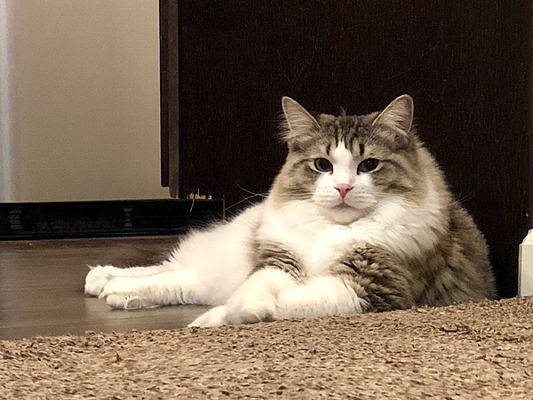 The TMS Cat Thread!-wasabi-8.jpg