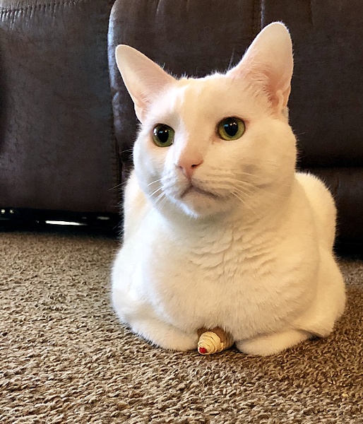 The TMS Cat Thread!-fullsizeoutput_42d5.jpeg