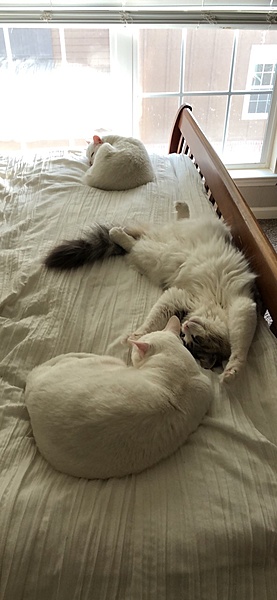 The TMS Cat Thread!-5a8a0150-eaa9-41f9-8d3e-7f6879680e91.jpg